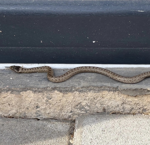 Smooth Snake