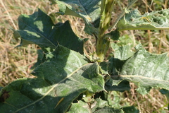 Berkheya maritima