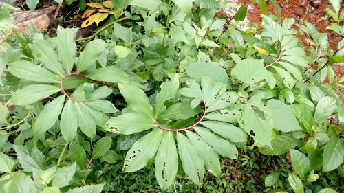 Hellenia speciosa