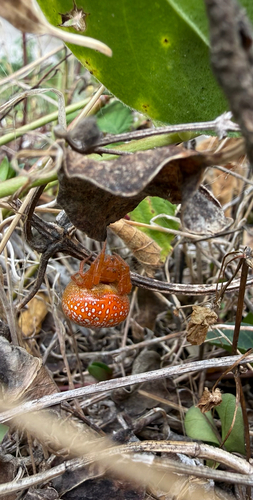 Strawberry Spider