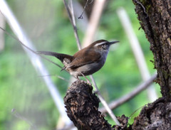 Bewick's Wren photo 5