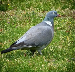 Columba palumbus