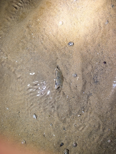 Macrophthalmus abbreviatus observed 2026-10-07