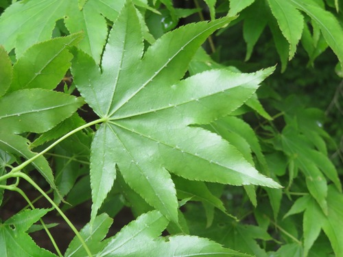 Acer palmatum