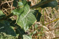 Berkheya maritima