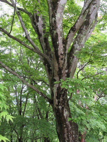 Acer palmatum