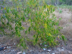 Acacia difficilis