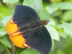 Charaxes protoclea protonothodes