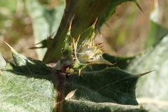 Berkheya maritima