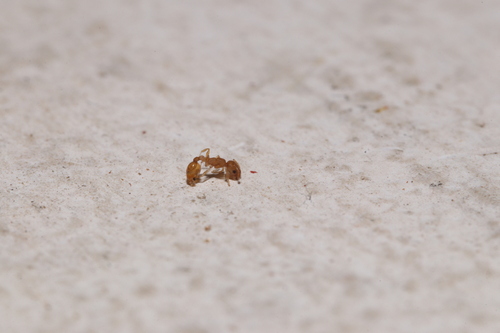 Yellow Sneaking Ant