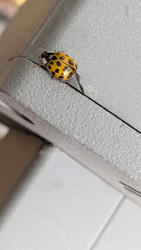 Asian Lady Beetle