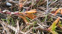 Hemichroa pentandra