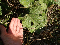 Berkheya maritima