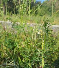 Vicia hirsuta