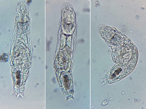 Proales fallaciosa
