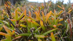 Hemichroa pentandra