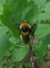 Bombus distinguendus