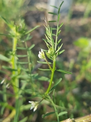 Vicia hirsuta