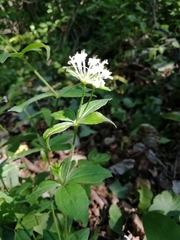 Asperula taurina