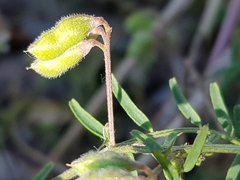 Vicia hirsuta