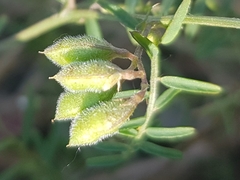 Vicia hirsuta