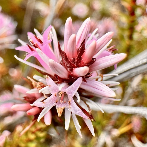 Andersonia sprengelioides observed 2026-10-04