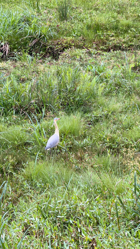 Whistling Heron