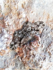 Peribatodes umbraria