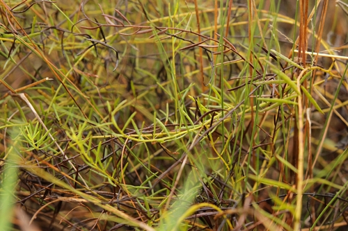 Krameria secundiflora, 2026-10-06