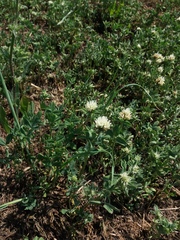 Trifolium alexandrinum