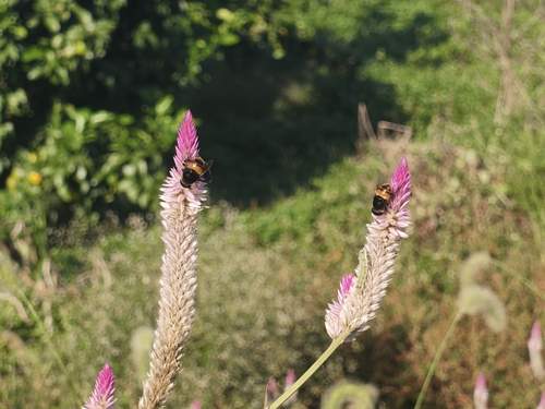 Phytomia zonata