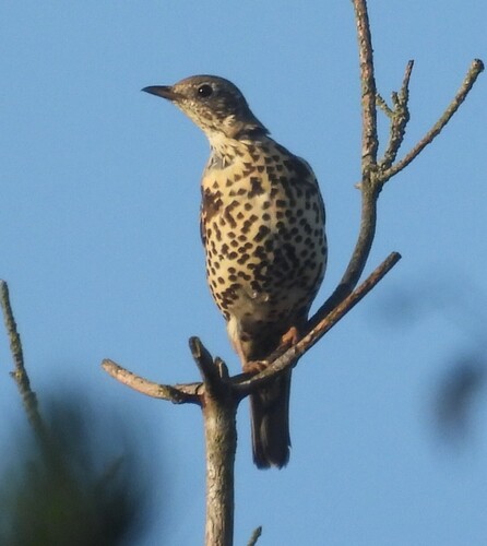 Mistle Thrush