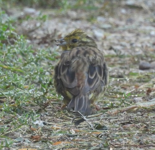 Yellowhammer