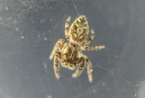 Mile End Jumping Spider