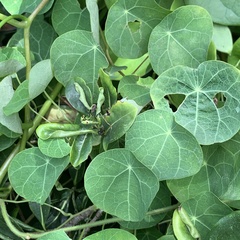 Stephania cephalantha