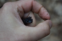 Plethodon teyahalee