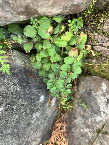 heath speedwell
