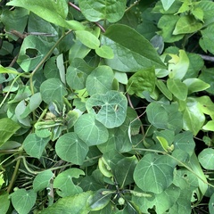 Stephania cephalantha