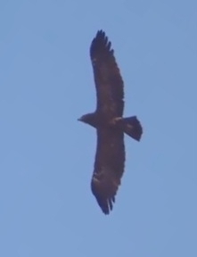 Lesser Spotted Eagle