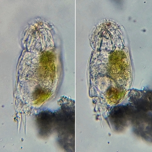 Cephalodella sterea