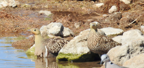 iNaturalist image