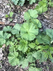 Geum