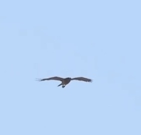 Short-toed Snake-Eagle