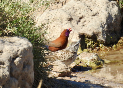 iNaturalist image