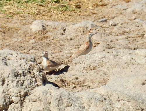 iNaturalist image