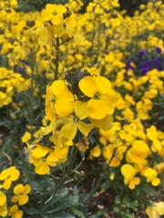 Erysimum