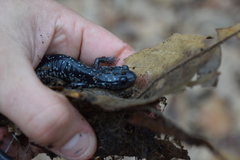 Plethodon teyahalee