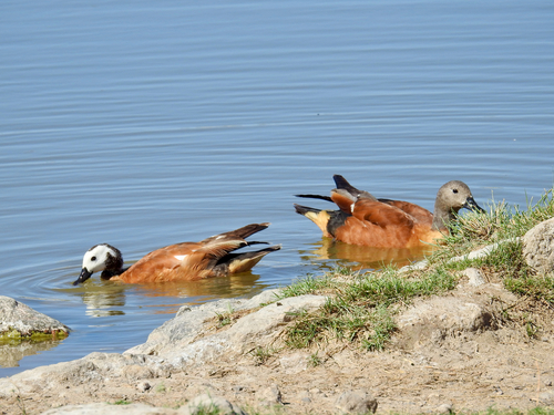 iNaturalist image