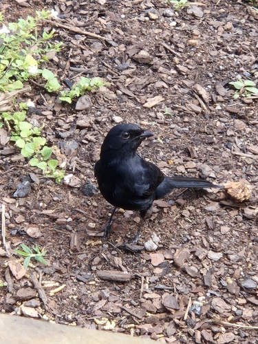 iNaturalist image