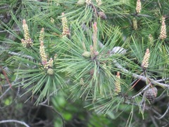 Pinus densiflora